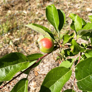 winterstein apple